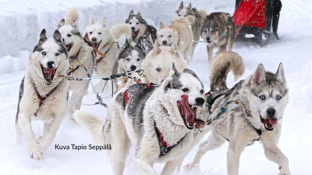 huskytarhojen terveydenhoito