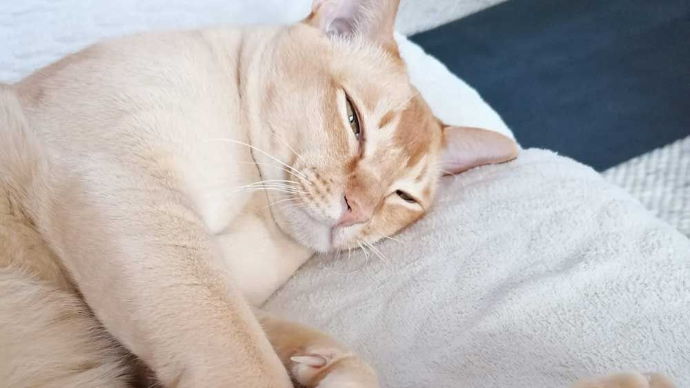 eläinlääkärin kotikäynnit