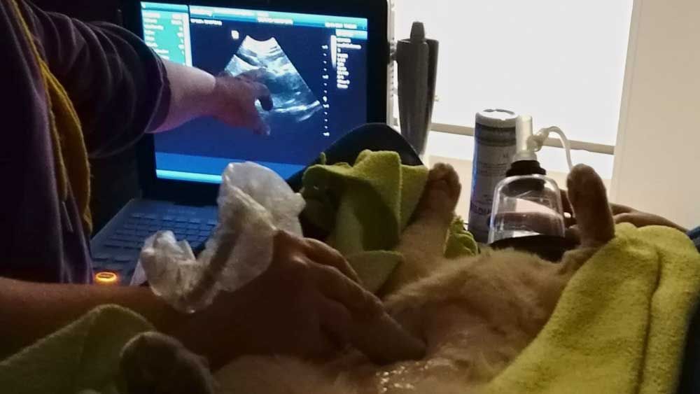 eläimen ultraäänitutkimukset