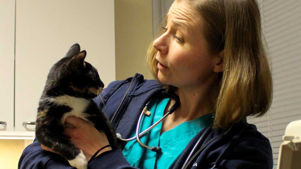 eläimen ultraäänitutkimukset