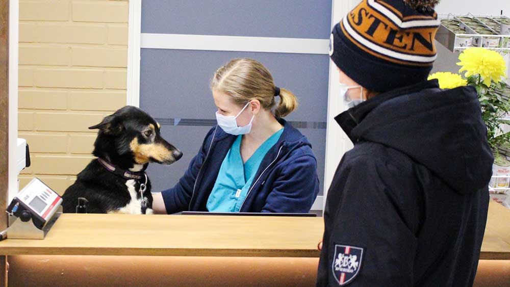 eläimen röntgenkuvaukset